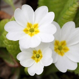 (Primula vulgaris)